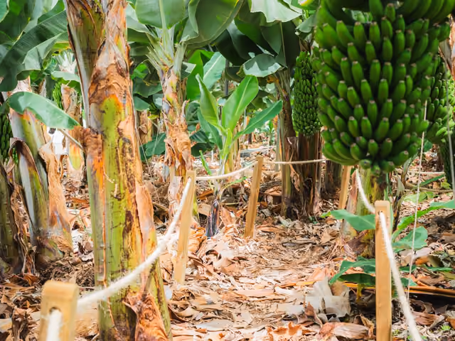 Mit Seilen und Holzpfosten markierter Rundweg der Führung zwischen den Bananenstauden