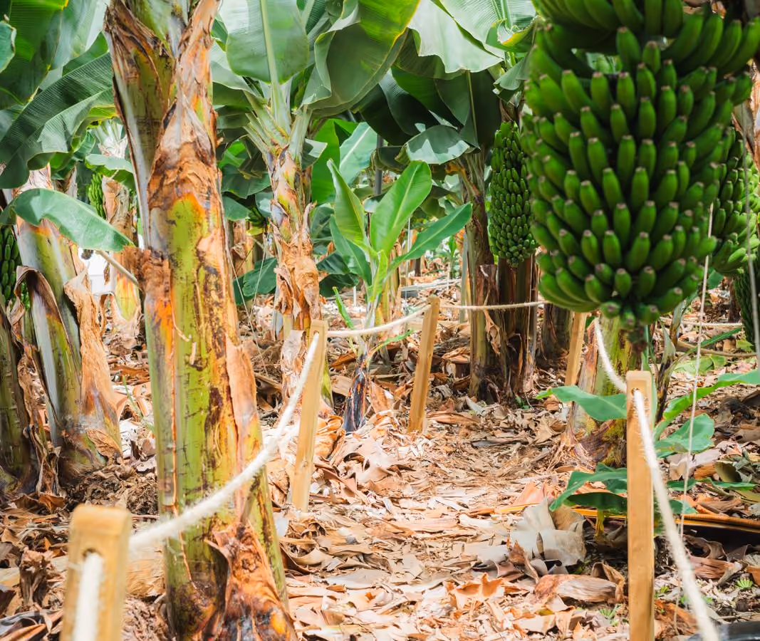 Guided-tour path marked out with ropes and wooden posts between the banana plants