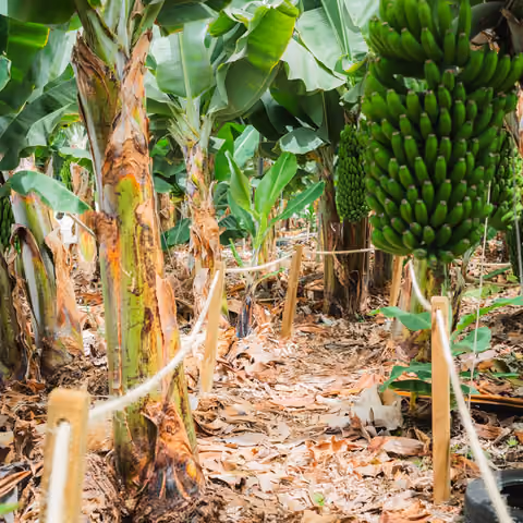 Mit Seilen und Holzpfosten markierter Rundweg der Führung zwischen den Bananenstauden