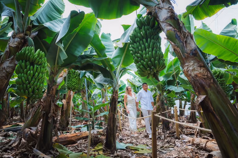 Dani und Sara, die Amor Platánico führen, gehen auf dem Weg der Finca zwischen Bananenstauden mit schweren Trauben spazieren