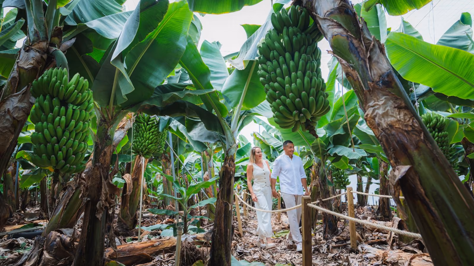 Dani y Sara, los responsables de Amor Platánico, paseando por el camino de la finca entre plataneras cargadas de racimos de plátano de Canarias