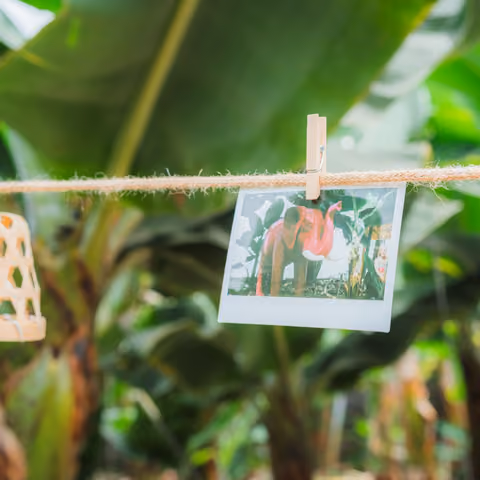 Sofortbild des rosa Elefanten der Finca, an einer Schnur zwischen den Bananenstauden aufgehängt