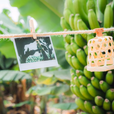 Sofortbild an einer Schnur neben einer großen Traube grüner Bananen