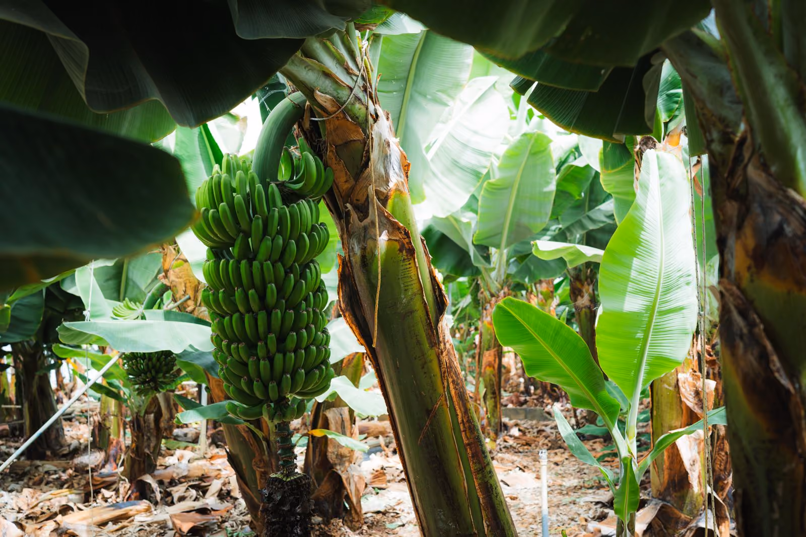 Noch grüne Bananentraube, die auf der Finca in Tazacorte an der Staude hängt