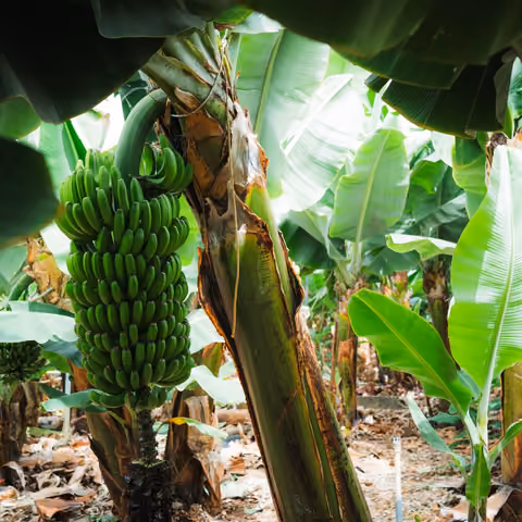 Noch grüne Bananentraube, die auf der Finca in Tazacorte an der Staude hängt