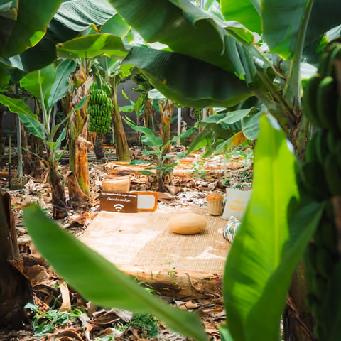 Die Ruheecke der Finca, gesehen zwischen den großen grünen Blättern der Bananenstauden