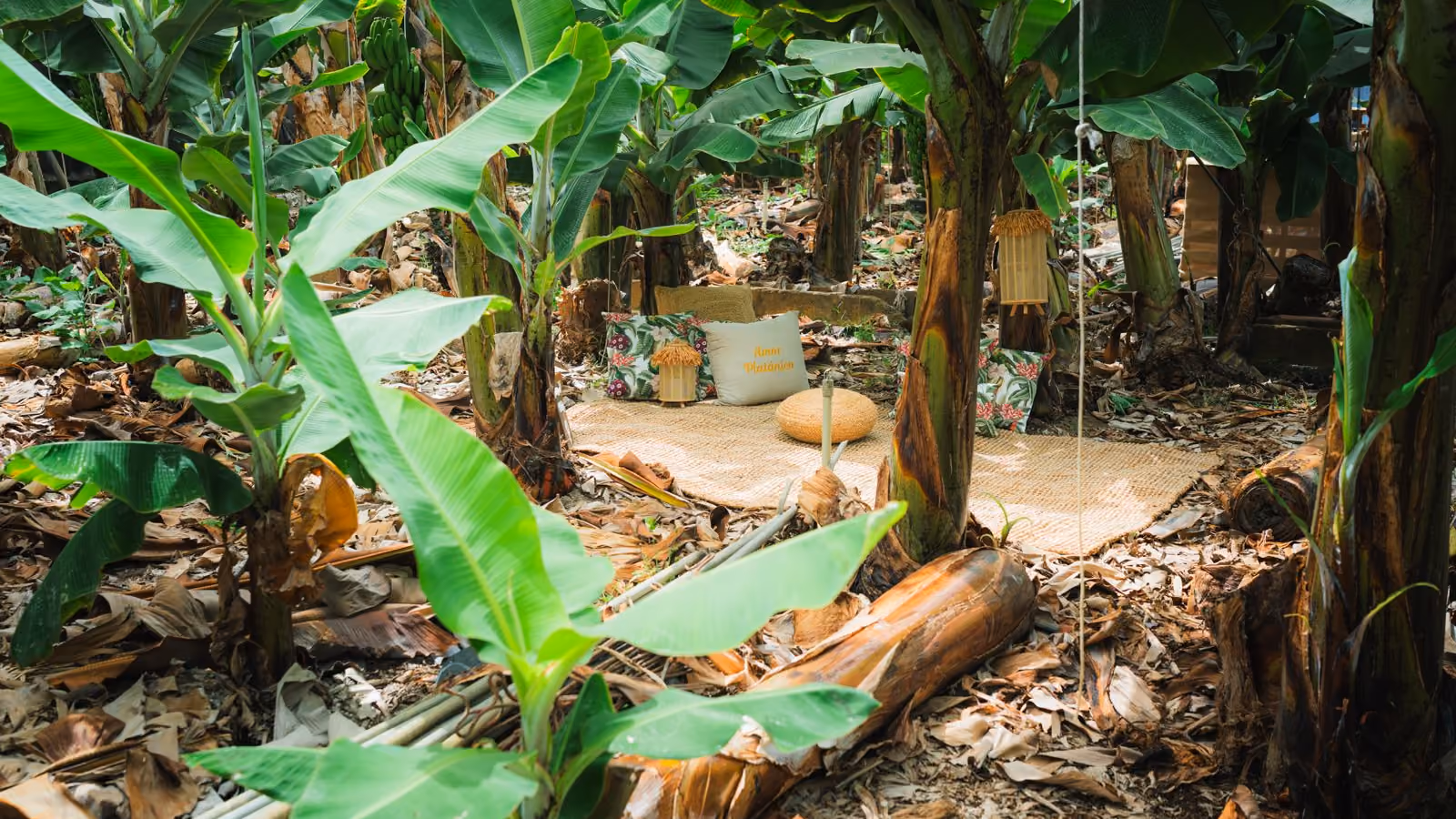 Chill-out-Bereich im Freien inmitten der Bananenplantage, mit Teppich, Kissen und Laternen